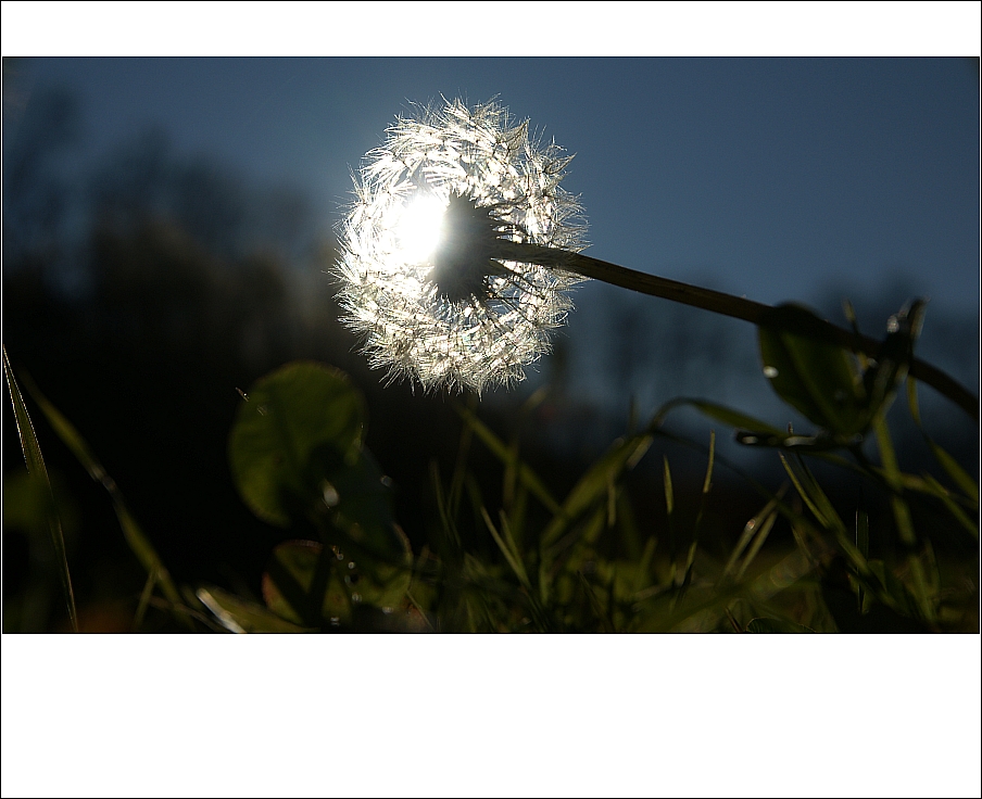 Vor dem Schnee noch ein Botschafter des Sommers...