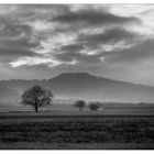 Vor dem Schwarzwald mit Frühnebel