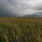 Vor dem Sommergewitter