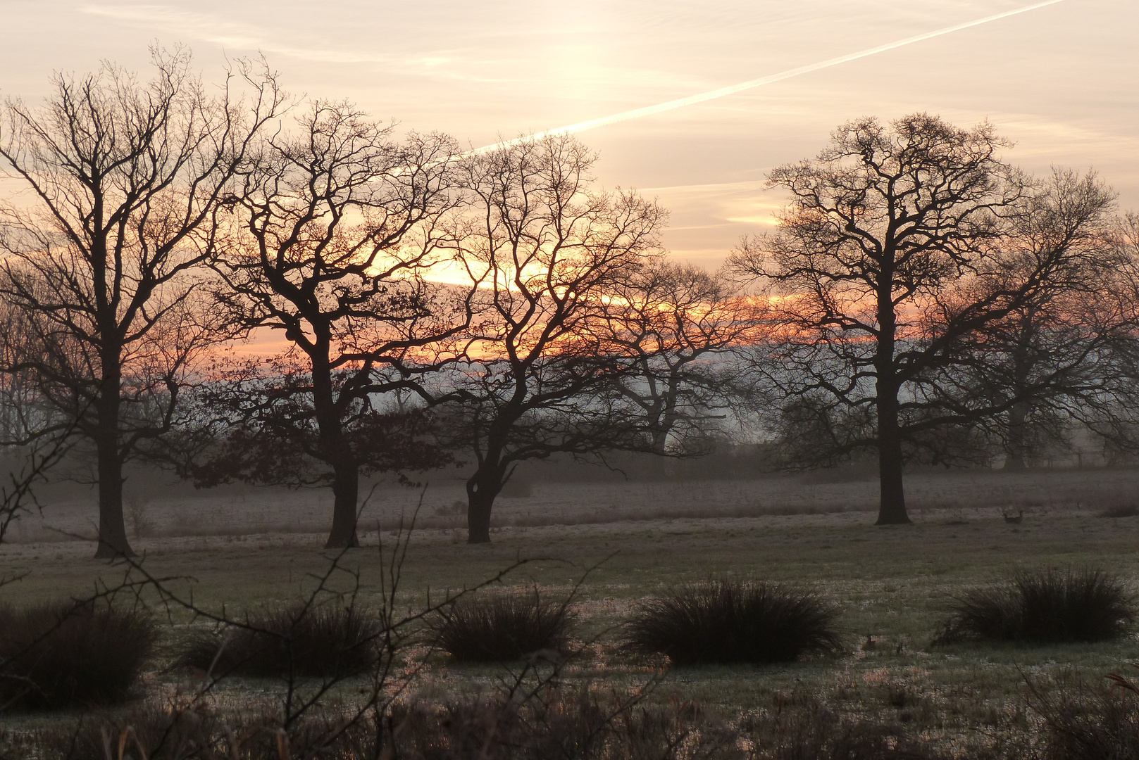 Vor dem Sonnenaufgang in den Ahsewiesen bei Lippborg.