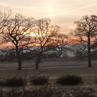 Vor dem Sonnenaufgang in den Ahsewiesen bei Lippborg.