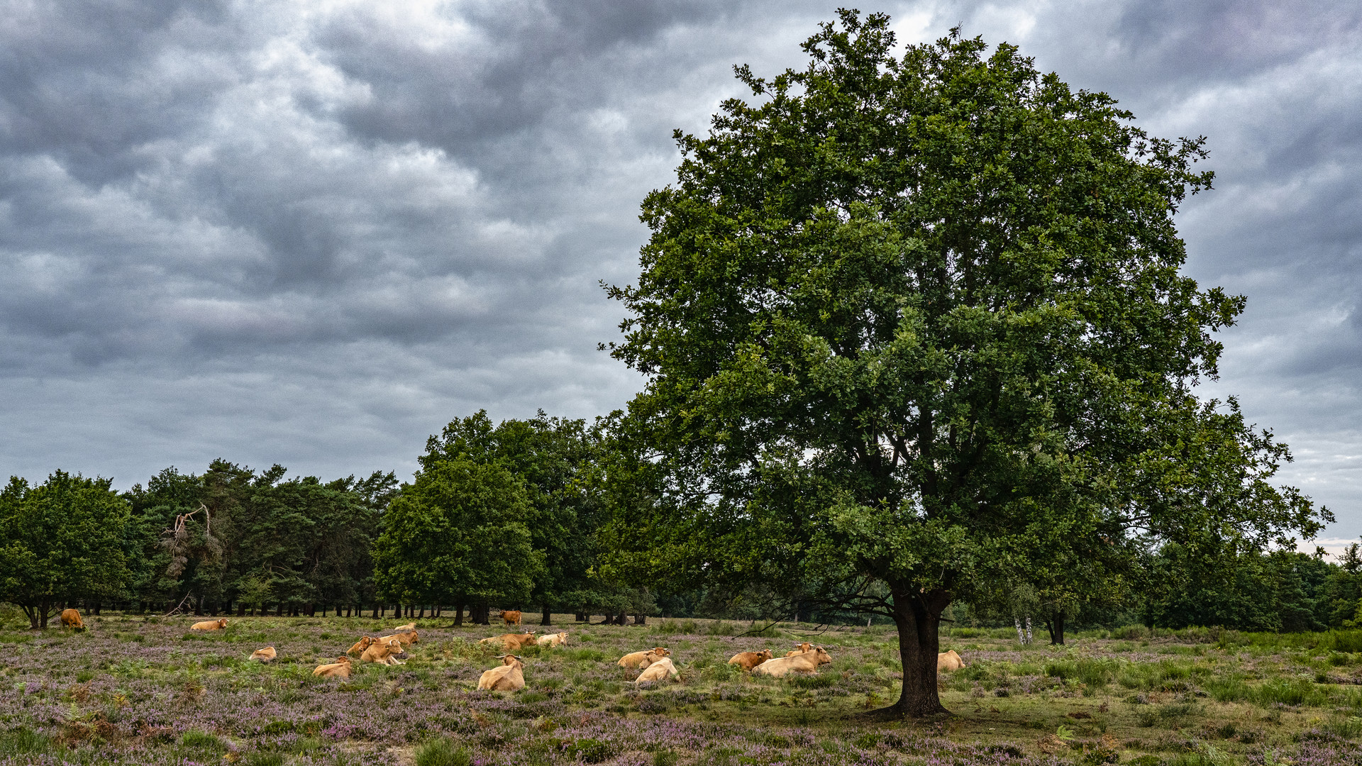 Vor dem Sonnenaufgang, Wahner Heide, 2020.09.01