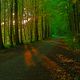 vor dem Sonnenuntergang im Wald