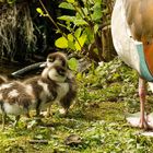 Vor dem Sprung in den Teich