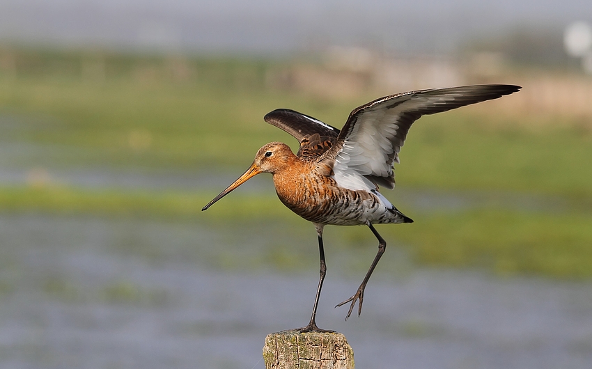 Vor dem Start - Uferschnepfe (Limosa limosa)