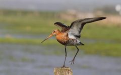 Vor dem Start - Uferschnepfe (Limosa limosa)