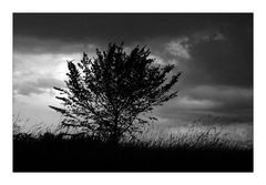 Vor dem Sturm auf dem Feld