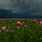 vor dem Sturm