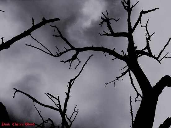 vor dem sturm ein blick nach oben unter dem baum