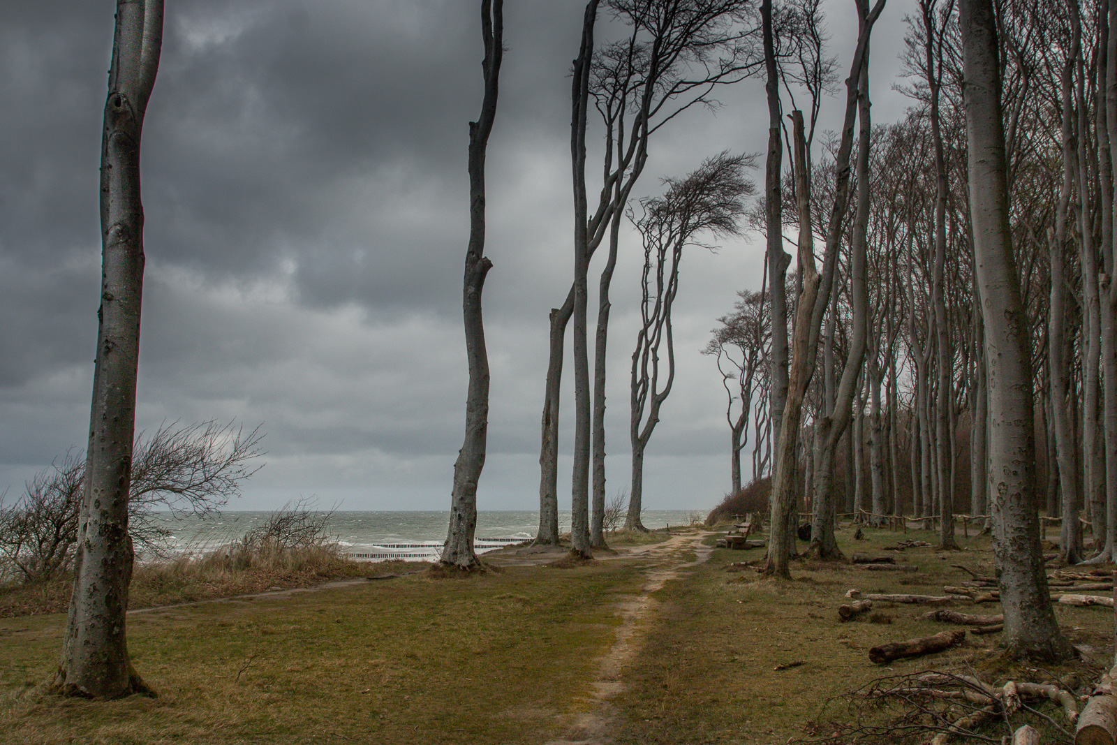 Vor dem Sturm im Geisterwald