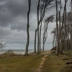 Vor dem Sturm im Geisterwald