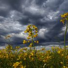 Vor dem Unwetter