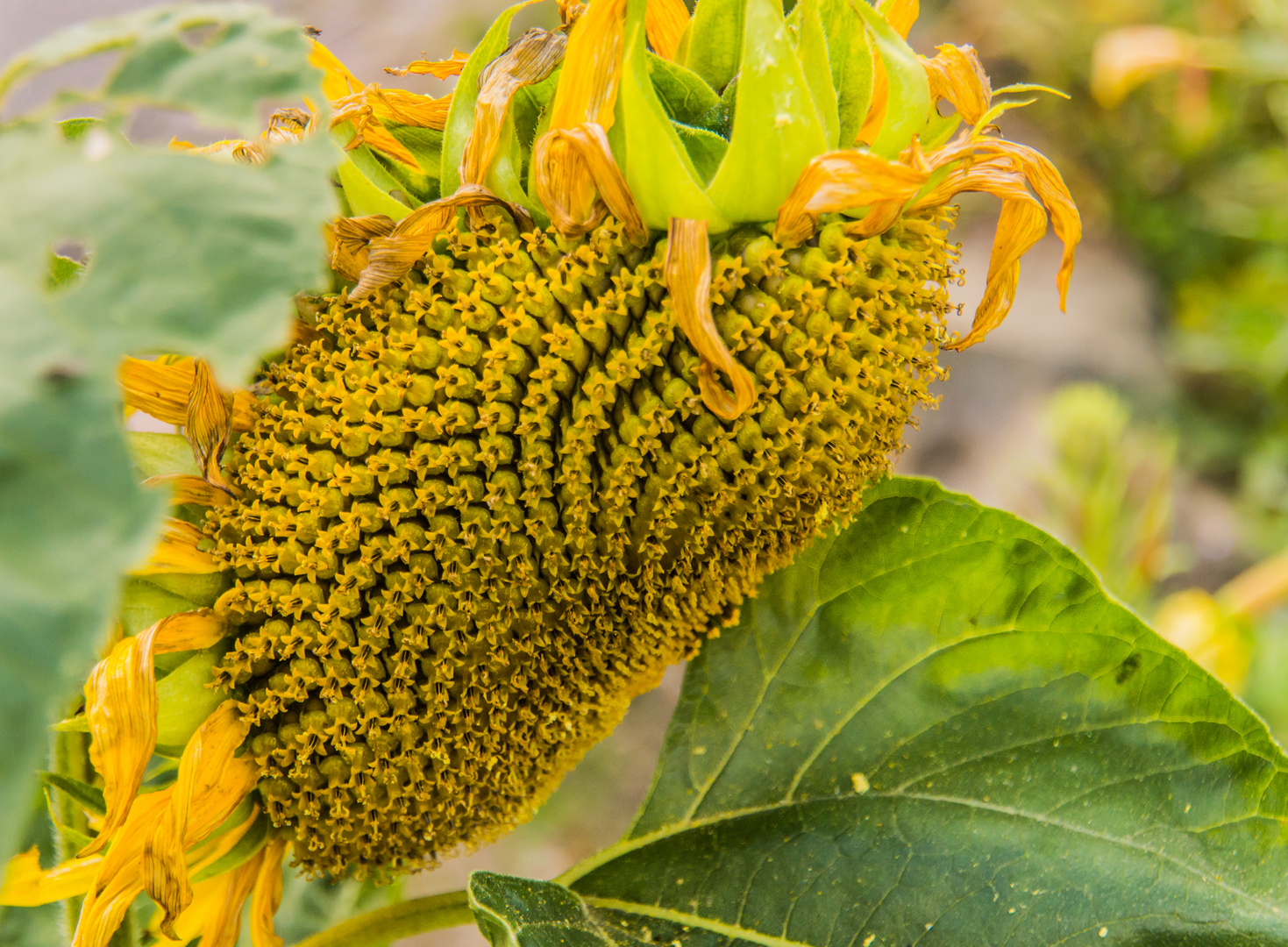 vor dem Verwelken gekrümmt - Sonnenblume