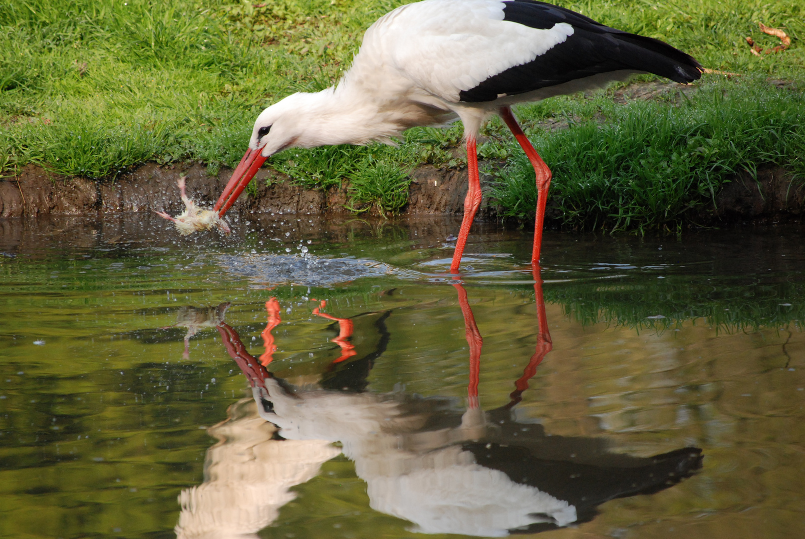 Vor dem Verzehr bitte gründlich waschen