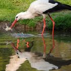 Vor dem Verzehr bitte gründlich waschen