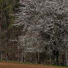 Vor dem Wald