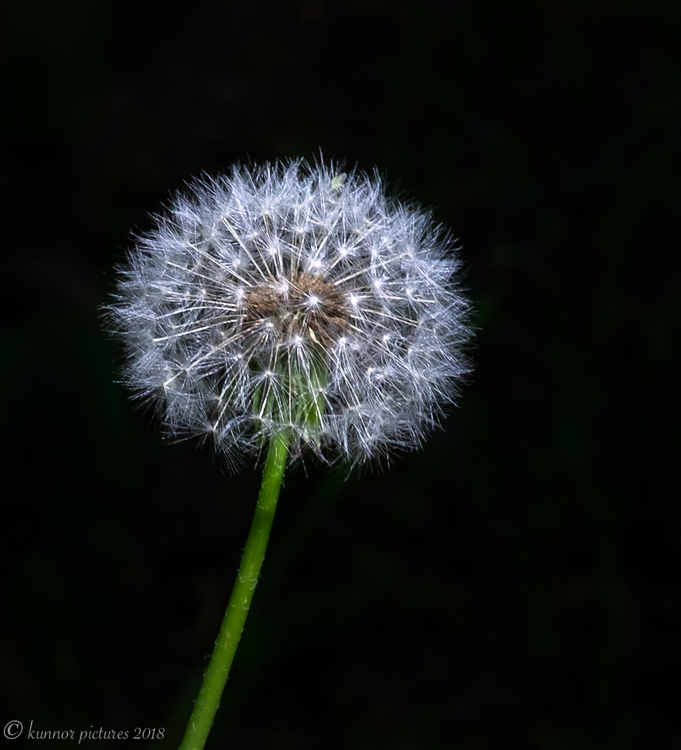 vor dem Wind