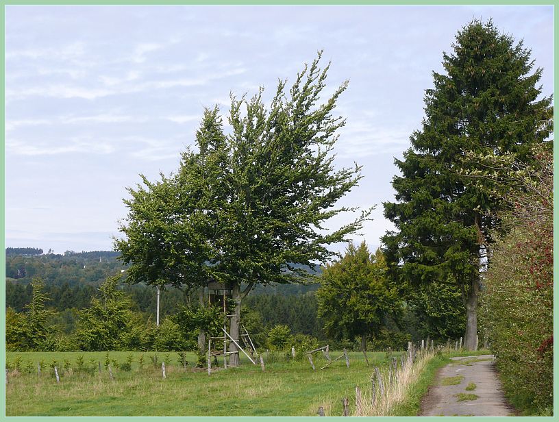 vor dem Wind gebeugt