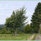 vor dem Wind gebeugt