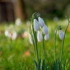 Vor dem Wintereinbruch... Frühlingsboten