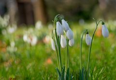 Vor dem Wintereinbruch... Frühlingsboten