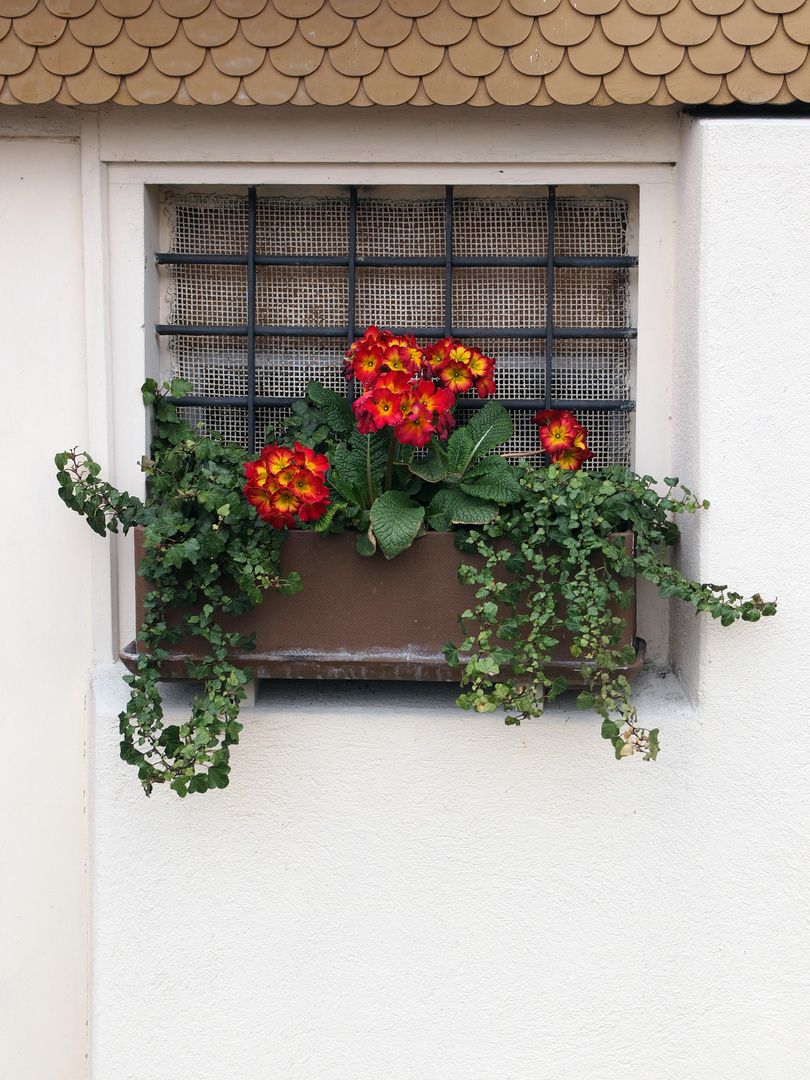 vor den gittern