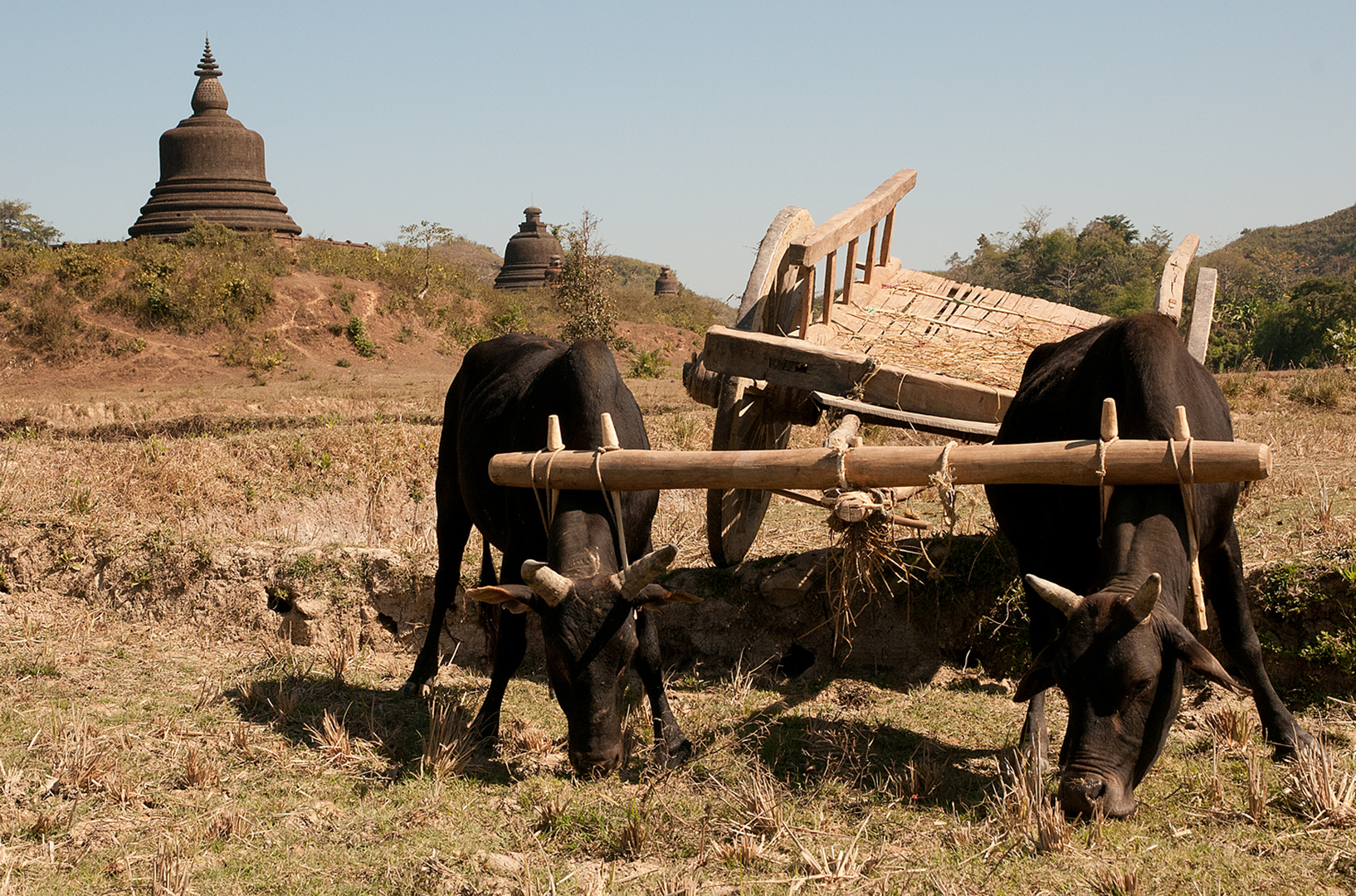 Vor den Tempeln von Mrauk U