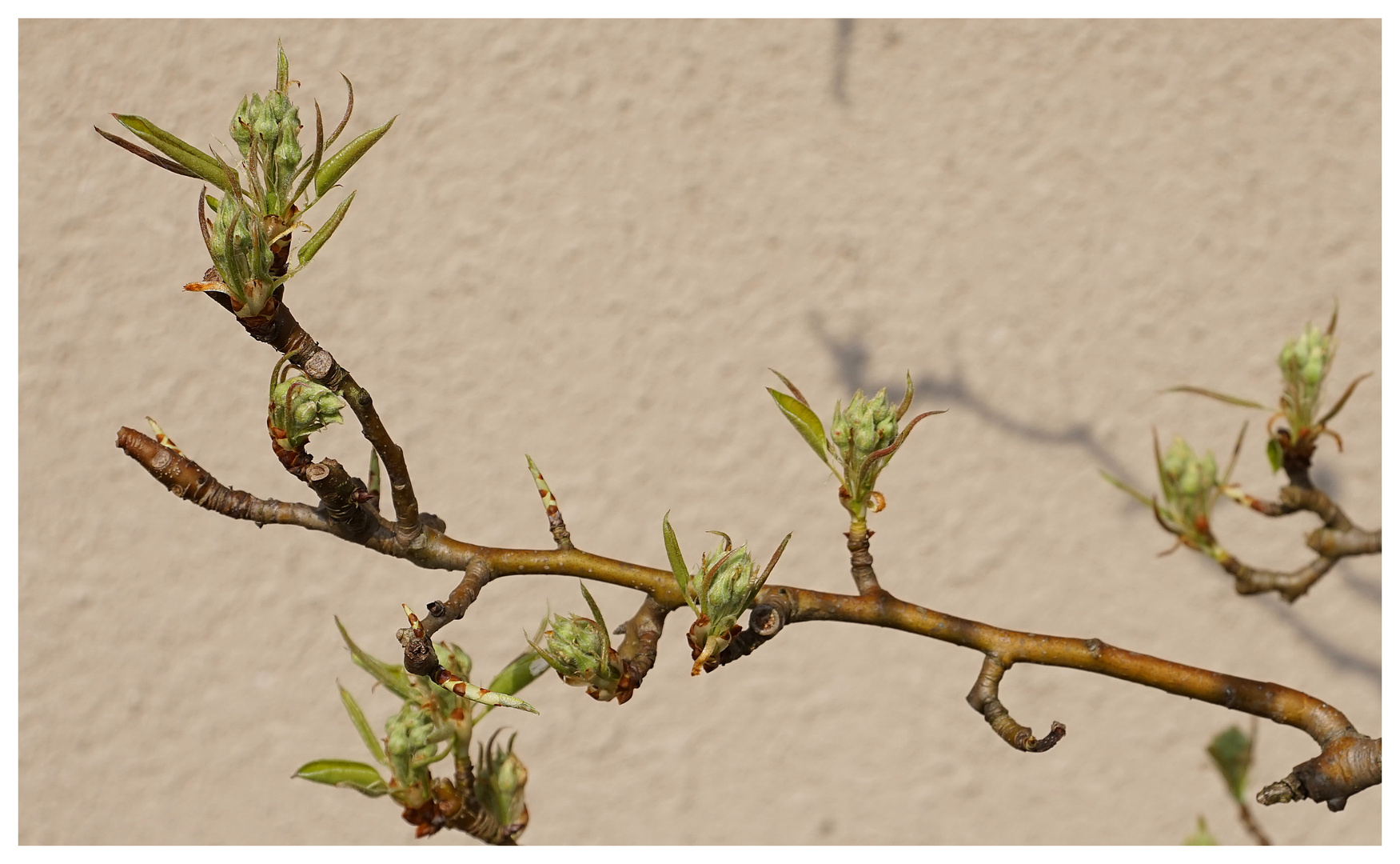 Vor der Birnenblüte