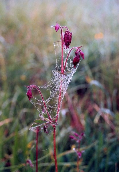 Vor der Blüte