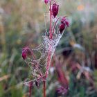 Vor der Blüte