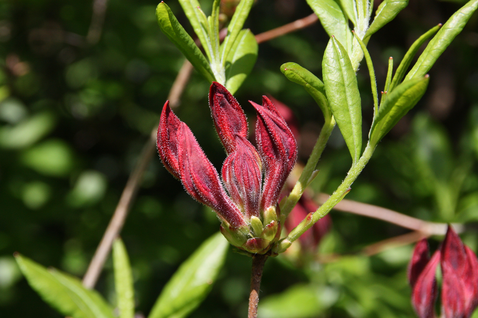 Vor der Blüte