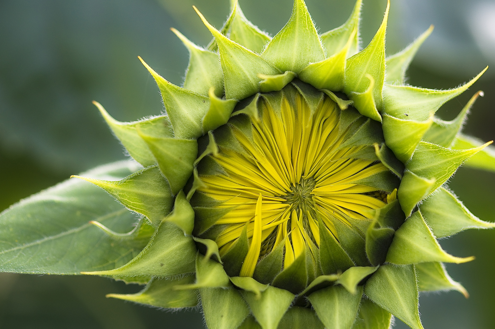 Vor der Blüte