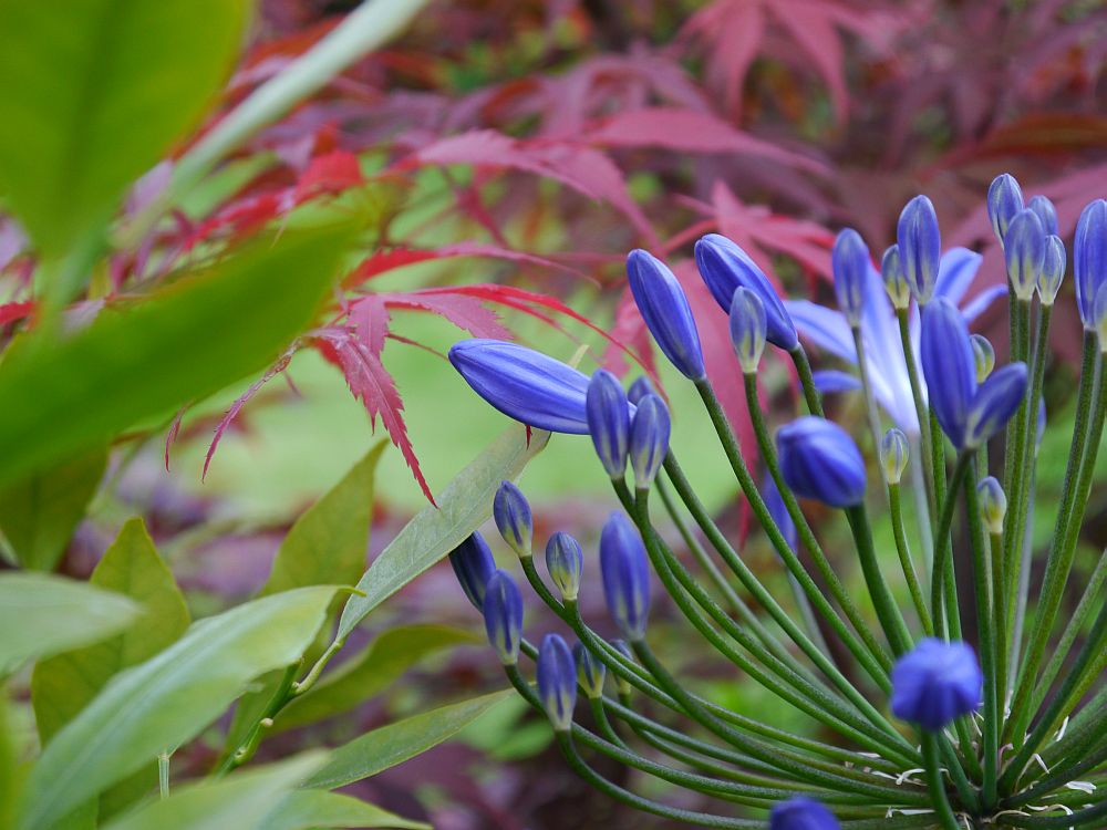 Vor der Blüte - ein blauer Agapanthus