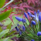 Vor der Blüte - ein blauer Agapanthus
