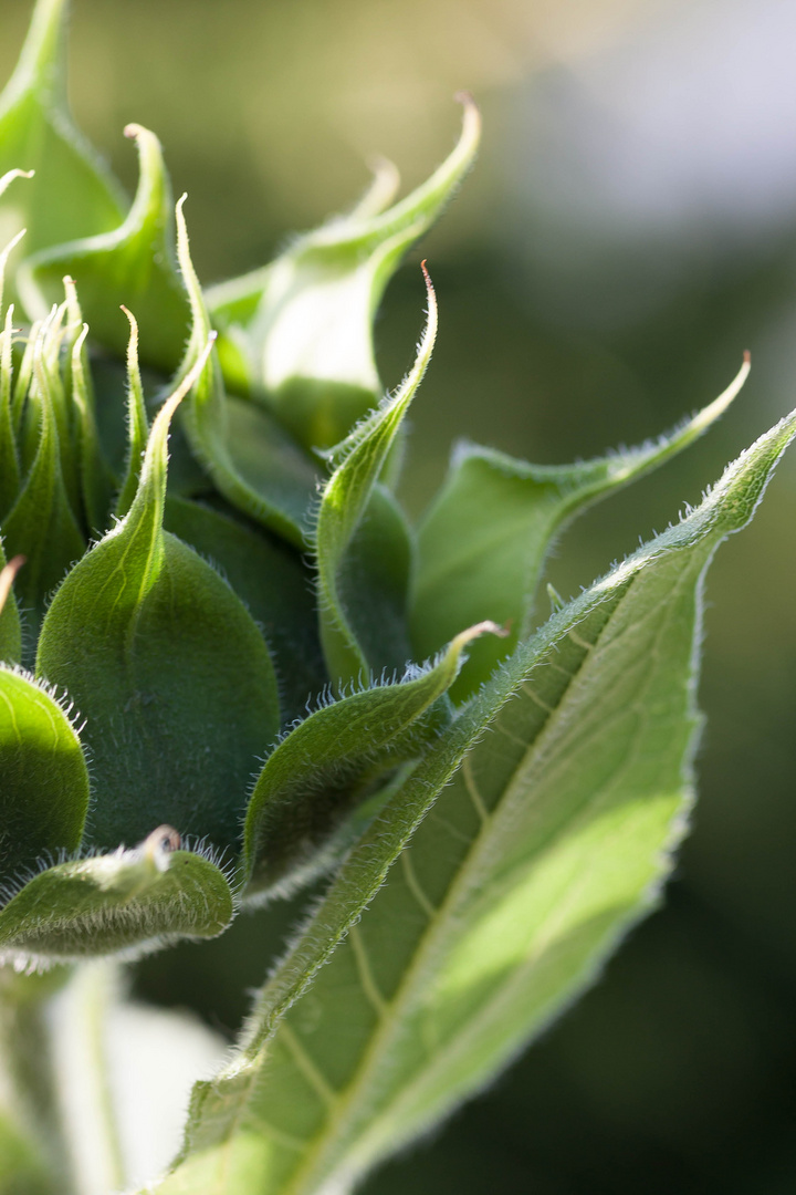 vor der Blüte.