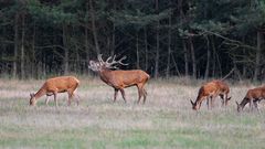 vor der Dämmerung, er behauptet sein Revier