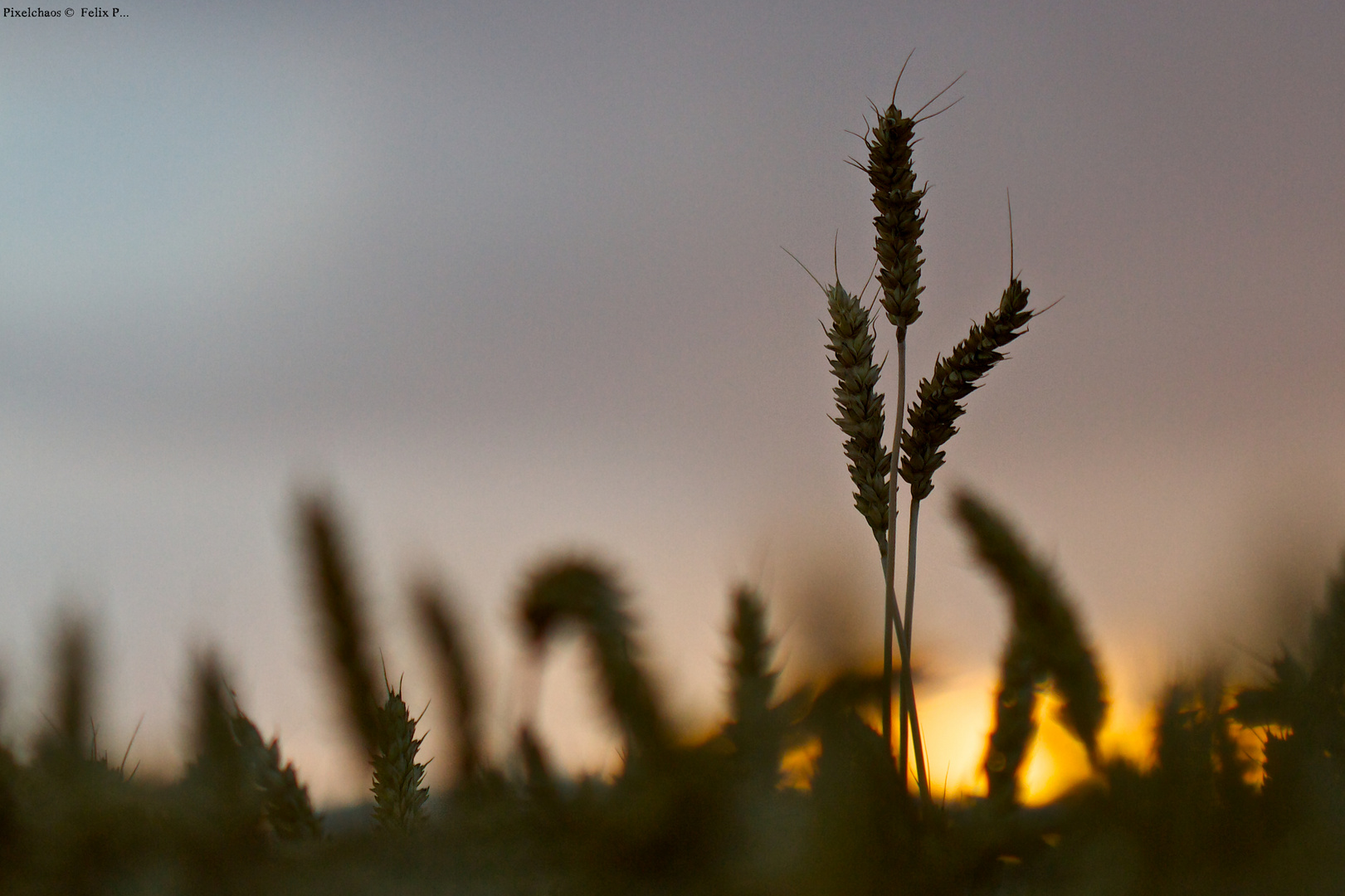 vor der Ernte