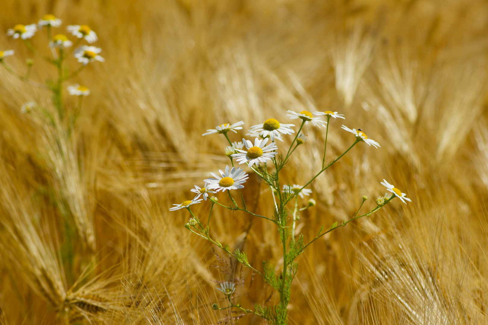 vor der Ernte