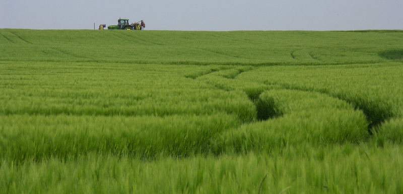 Vor der Ernte