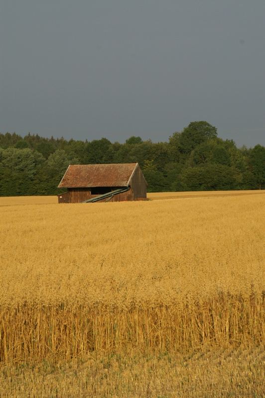 Vor der Ernte