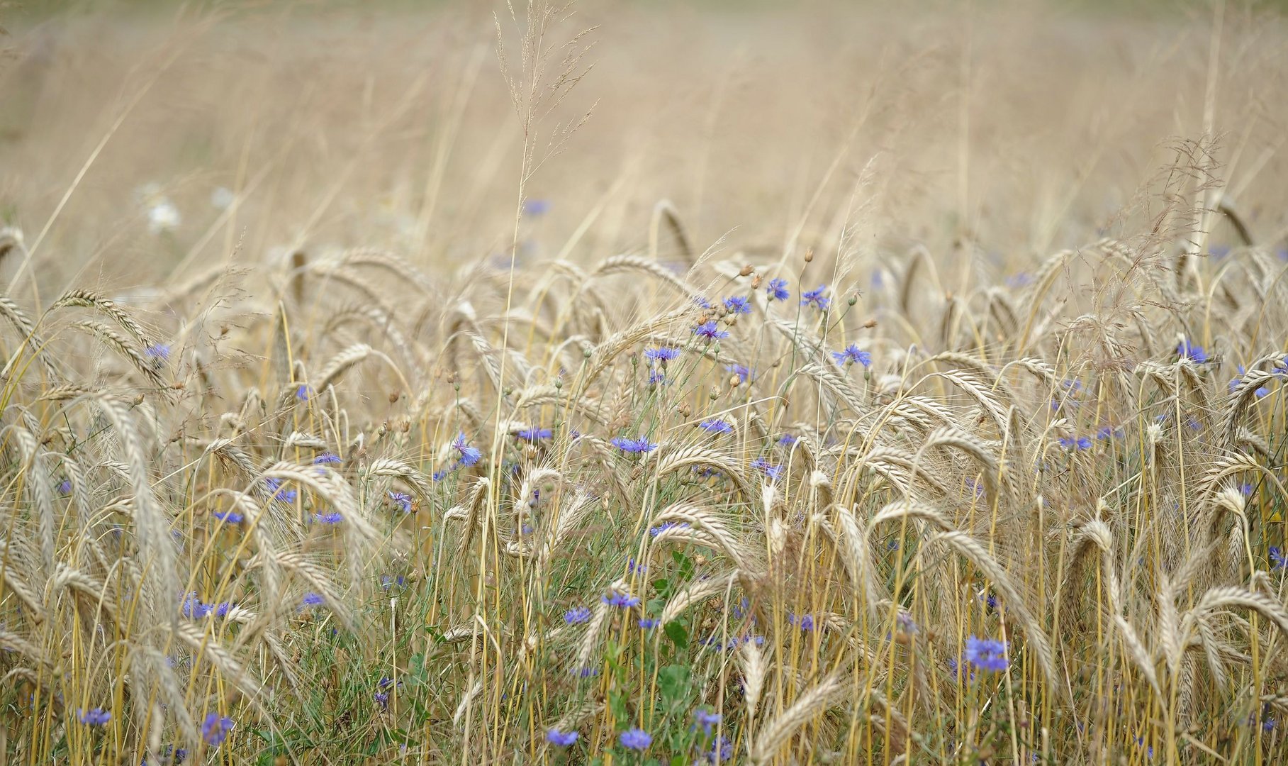 Vor der Ernte