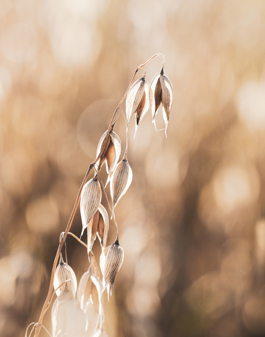 vor der Ernte