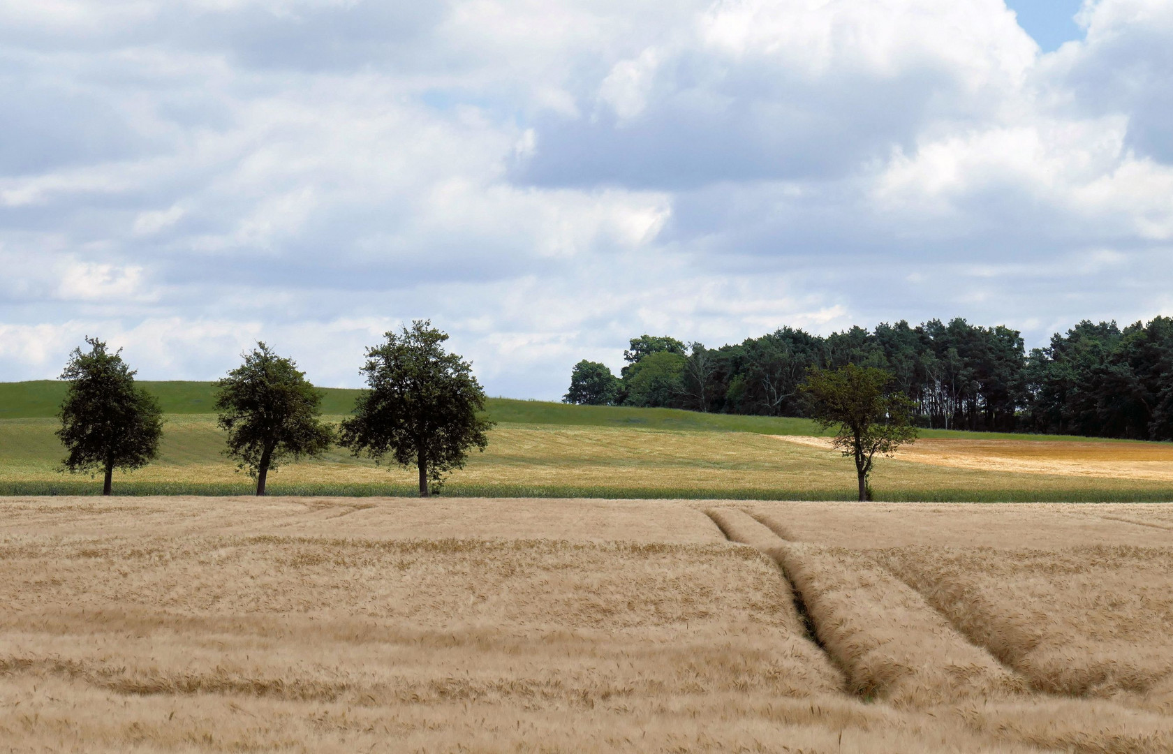 Vor der Ernte