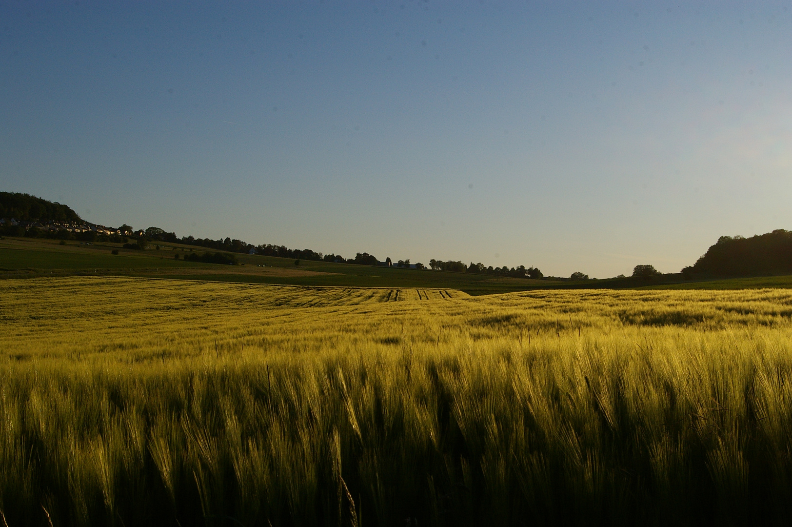 Vor der Ernte