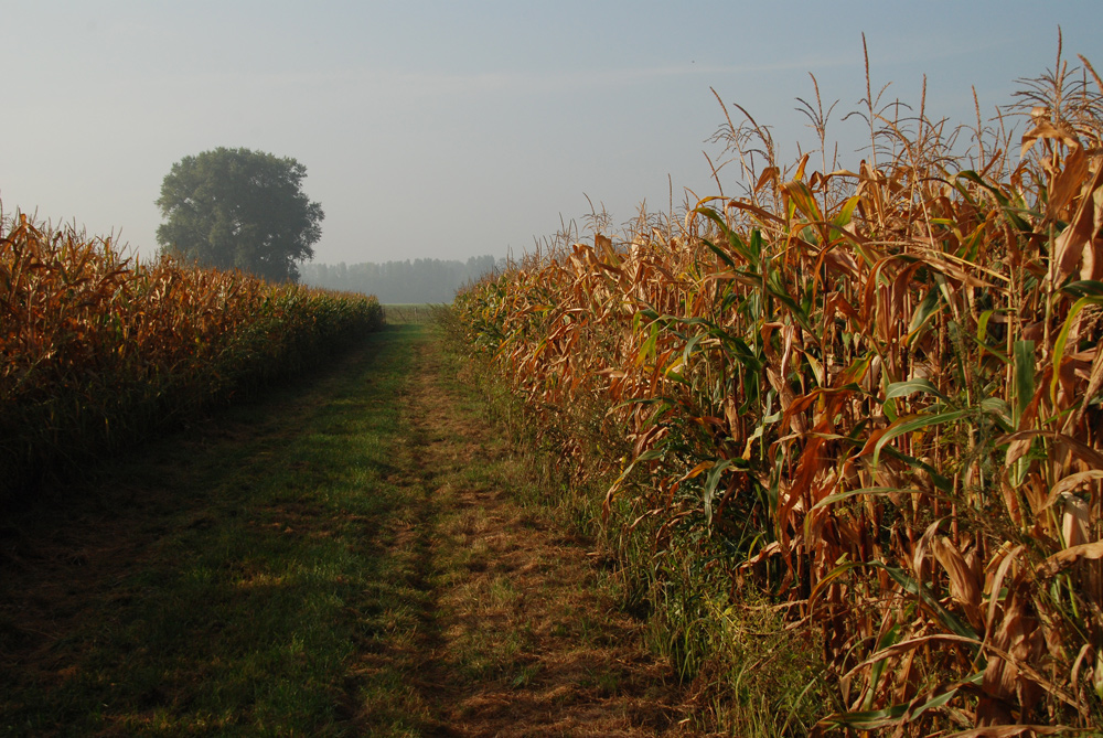 Vor der Ernte...