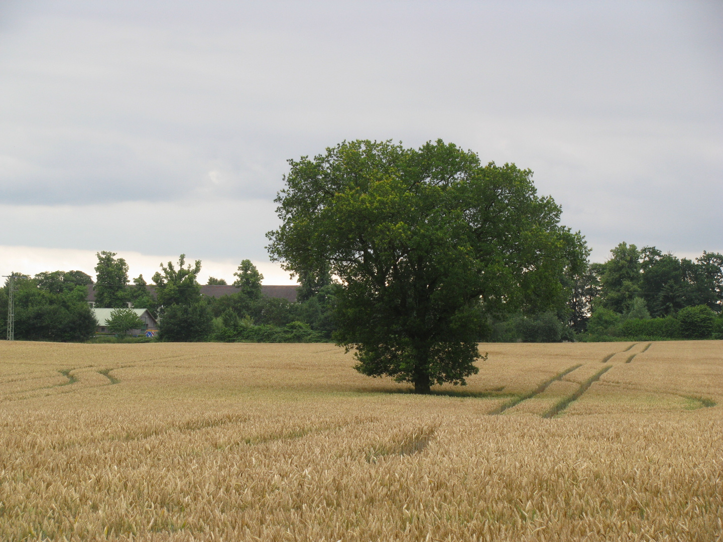 Vor der Ernte