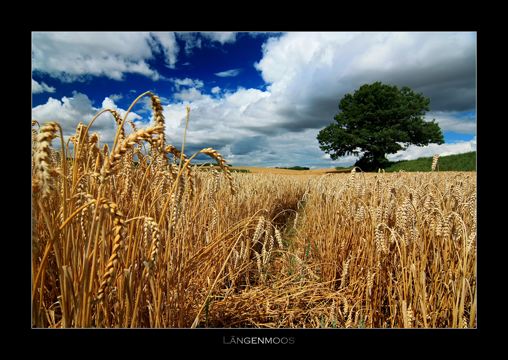 Vor der Ernte