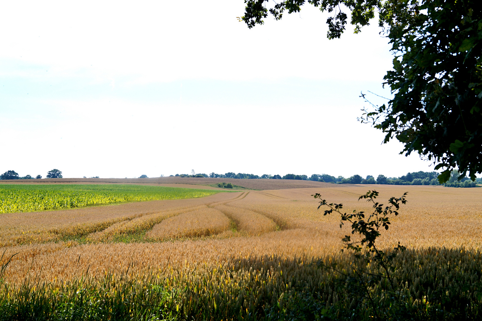 vor der Ernte