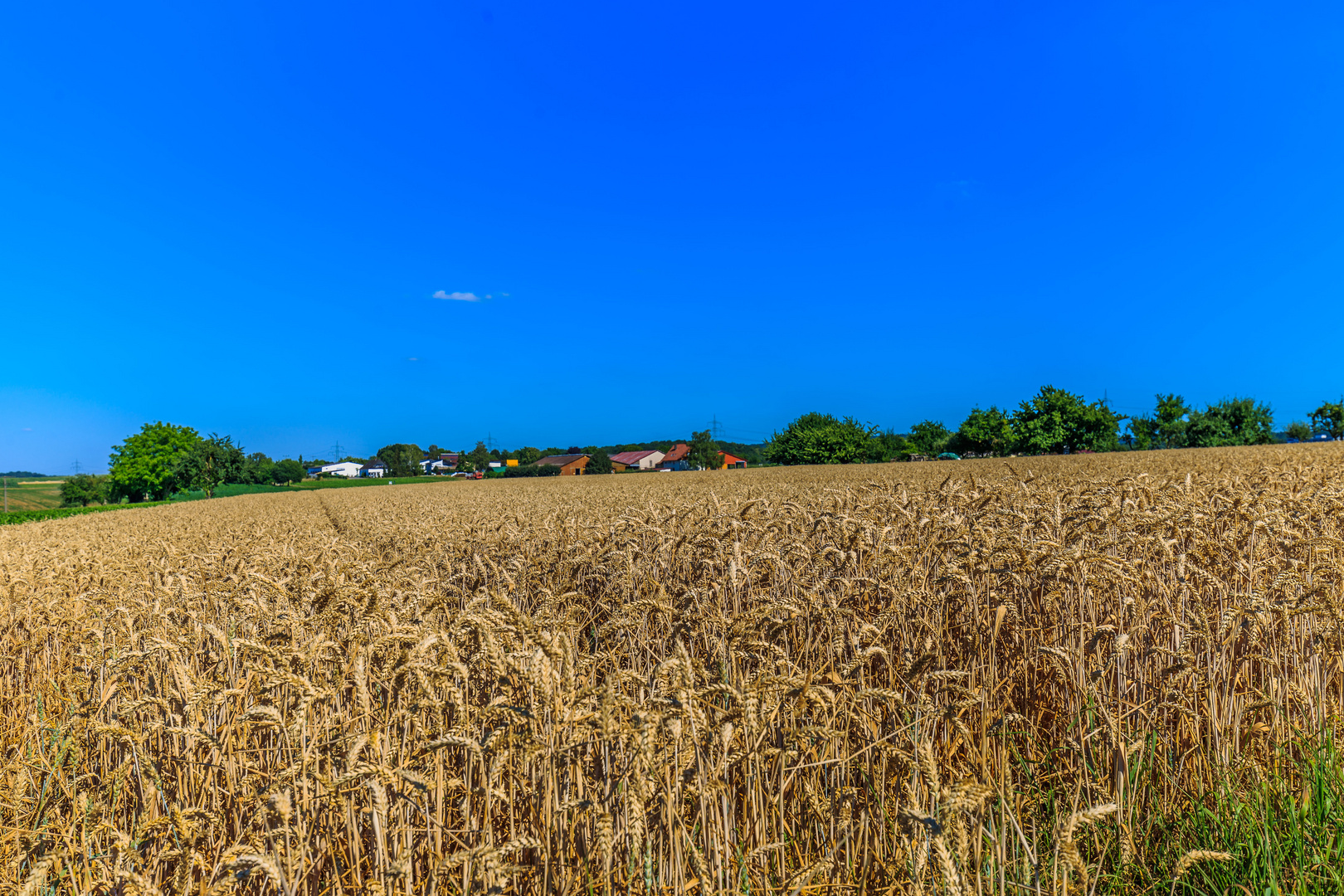 Vor der Ernte