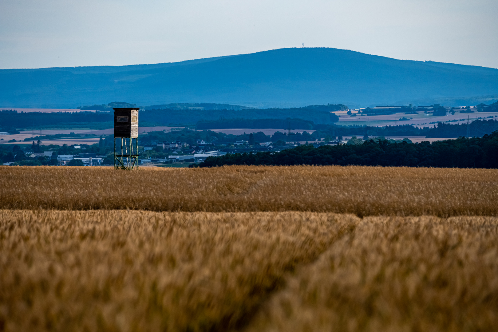 Vor der Ernte.   Hochsitz 2